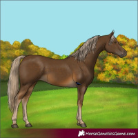 Horse Color:Chocolate Palomino 
