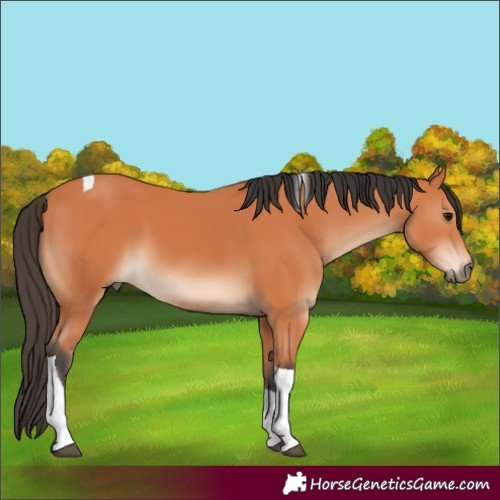 Horse Color:Bay Tobiano 