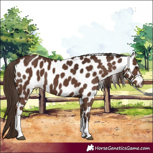 Horse Color:Liver Chestnut Tobiano Appaloosa