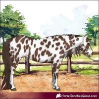 Horse Color:Liver Chestnut Tobiano Appaloosa 