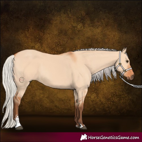 Horse Color:Silver Bay Dun Sabino 