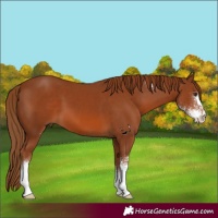 Horse Color:Chestnut Sabino
