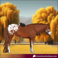 Horse Color:Chestnut Sabino Appaloosa 