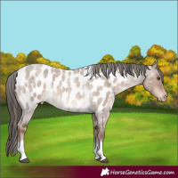 Horse Color:Liver Red Dun Roan Tobiano Appaloosa