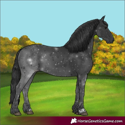 Horse Color:Black 
