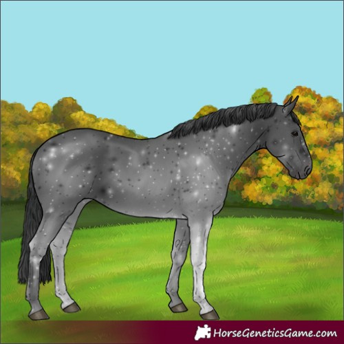 Horse Color:Black 