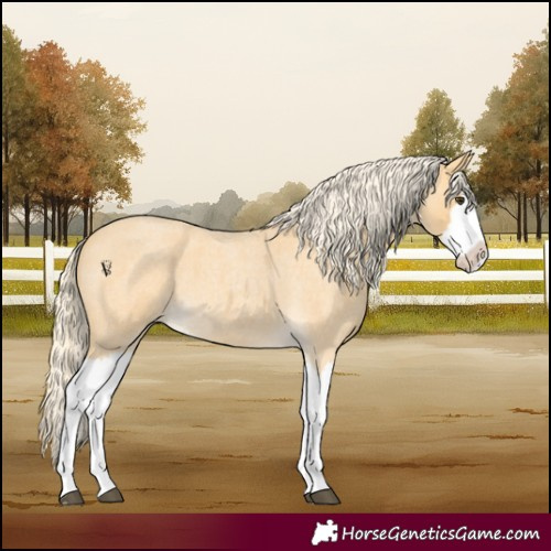 Horse Color:Palomino Roan Splash 