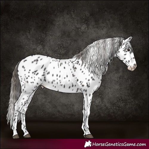 Horse Color:Smoky Black Leopard 