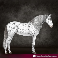 Horse Color:Smoky Black Leopard 