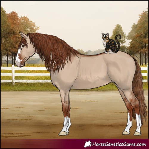 Horse Color:Red Dun 