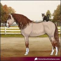 Horse Color:Red Dun 