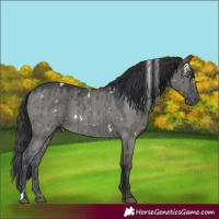 Horse Color:White Spotted Grullo Brindle 
