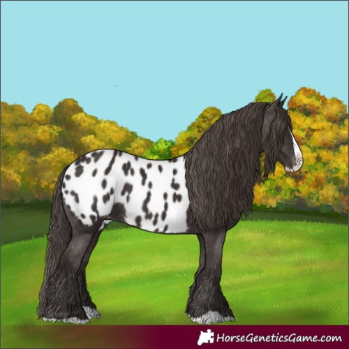 Horse Color:Liver Chestnut Splash Appaloosa 