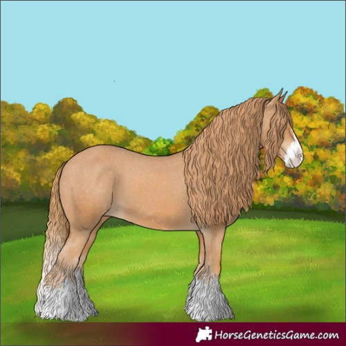 Horse Color:Chestnut Splash Appaloosa 