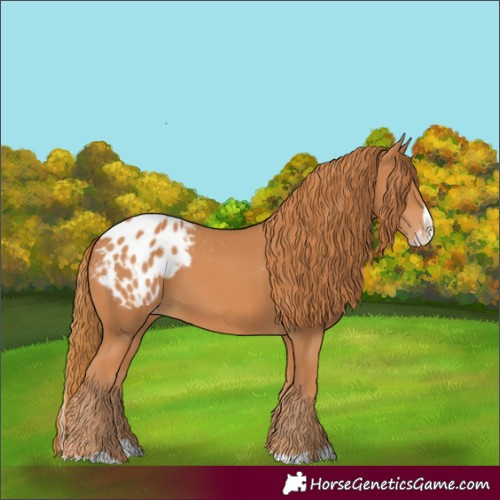 Horse Color:Chestnut Splash Appaloosa