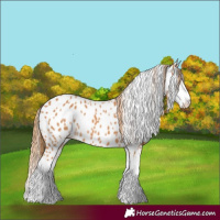 Horse Color:Chestnut Splash Near Leopard 