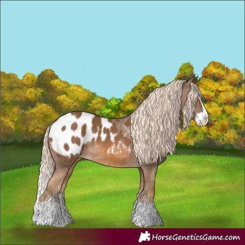 Horse Color:Chocolate Palomino Splash Appaloosa