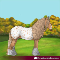 Horse Color:Chestnut Splash Appaloosa 