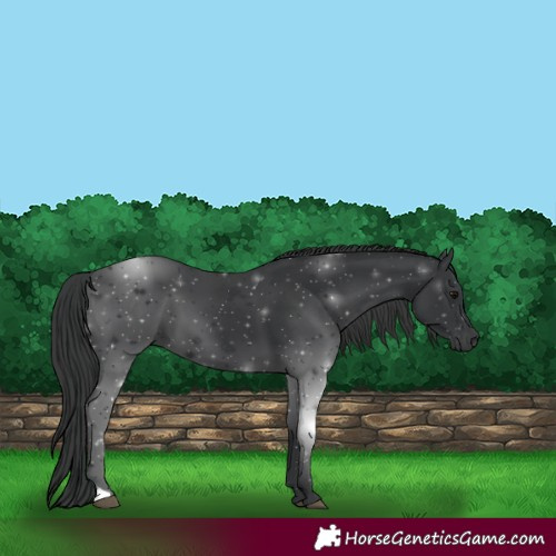 Horse Color:Black 