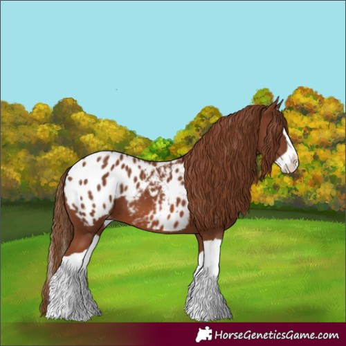 Horse Color:Chestnut Splash Blanket