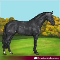 Horse Color:Black 