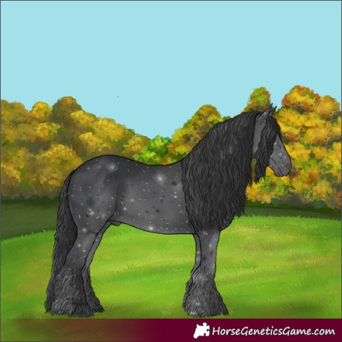 Horse Color:Black 