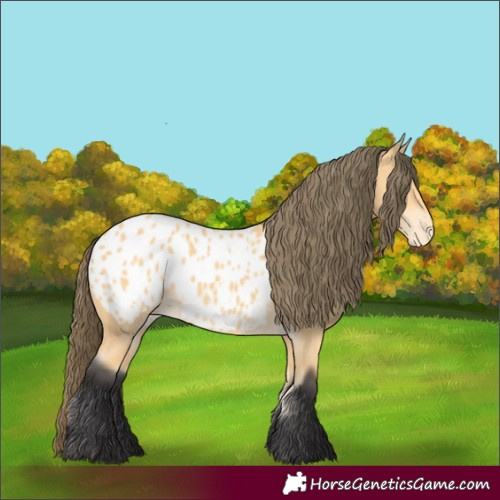 Horse Color:Buckskin Appaloosa 