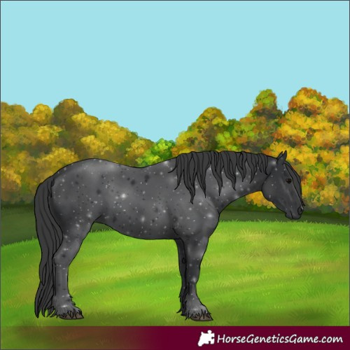 Horse Color:Black 