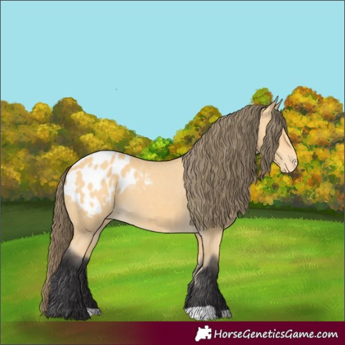 Horse Color:Buckskin Blanket 