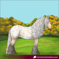 Horse Color:Silver Buckskin Appaloosa 