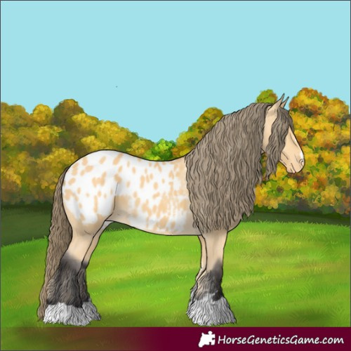 Horse Color:Buckskin Near Leopard 