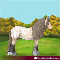 Horse Color:Buckskin Near Leopard