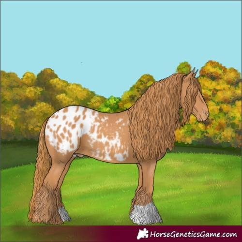 Horse Color:Chestnut Appaloosa 