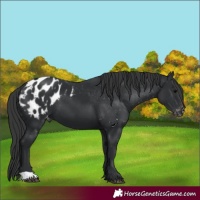 Horse Color:Black Appaloosa 