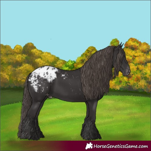 Horse Color:Smoky Black Appaloosa 