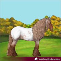Horse Color:Red Roan Snowcap