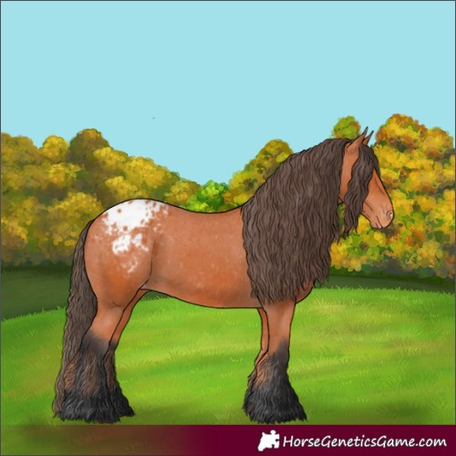 Horse Color:Bay Blanket 