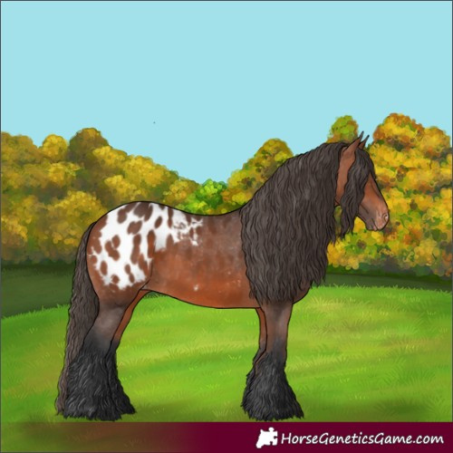 Horse Color:Bay Appaloosa