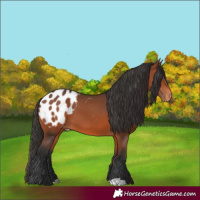 Horse Color:Bay Appaloosa 