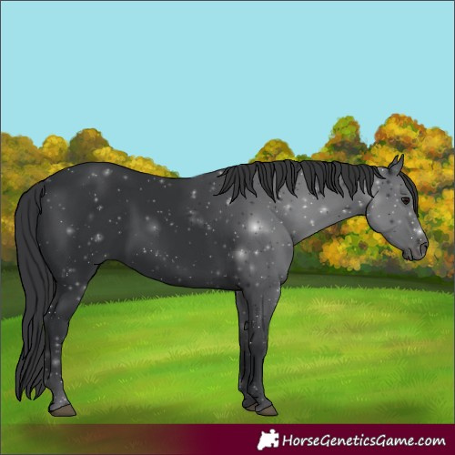 Horse Color:Black 