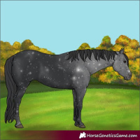 Horse Color:Black 