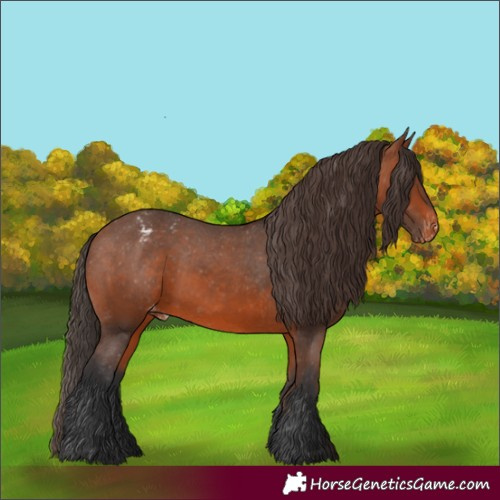 Horse Color:Bay Appaloosa 
