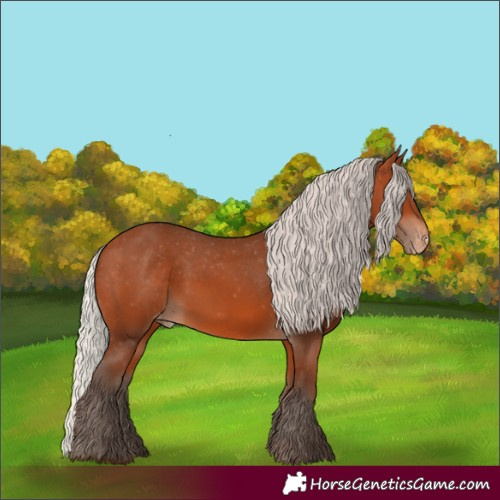 Horse Color:Silver Bay Appaloosa 