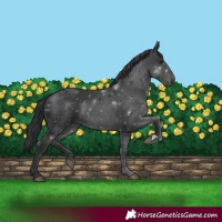 Horse Color:Black 