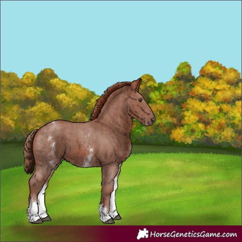 Horse Color:White Spotted Chestnut Sabino 