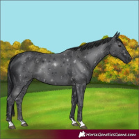 Horse Color:Black 