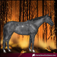 Horse Color:Black 