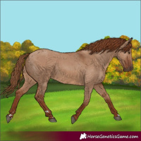 Horse Color:Red Dun