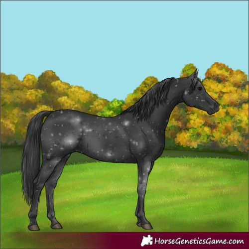 Horse Color:Black 