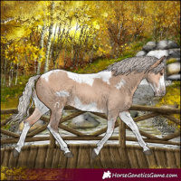 Horse Color:Silver Bay Dun Sabino Tobiano Frame Rabicano 